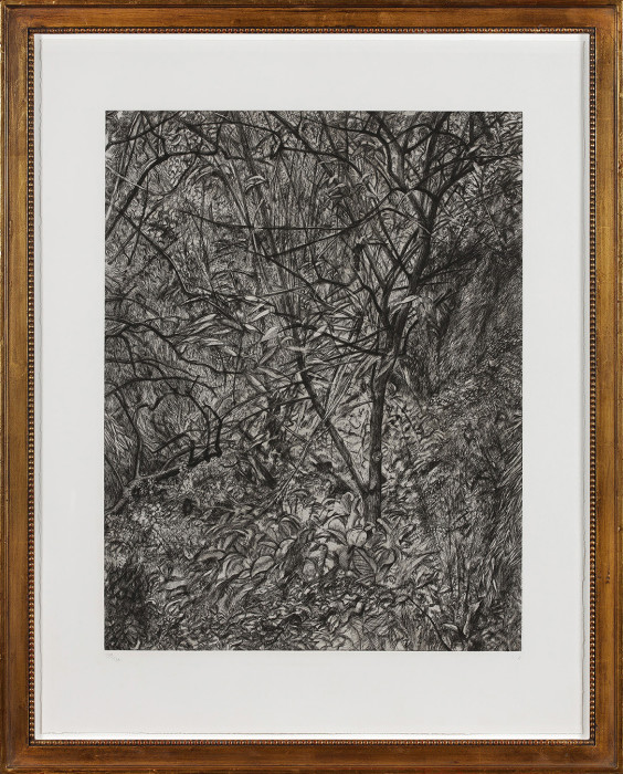 Freud, Garden in Winter, 1997-9, etching, edition of 46, 38 3-4 x 30 in., 98.4 x 76.8 cm