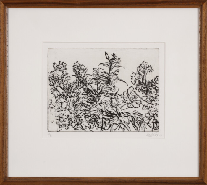 Avigdor Arkiha, Geranium and Hibiscus, 2003, drypoint engraving, edition of 8,  18 x 24 cm.